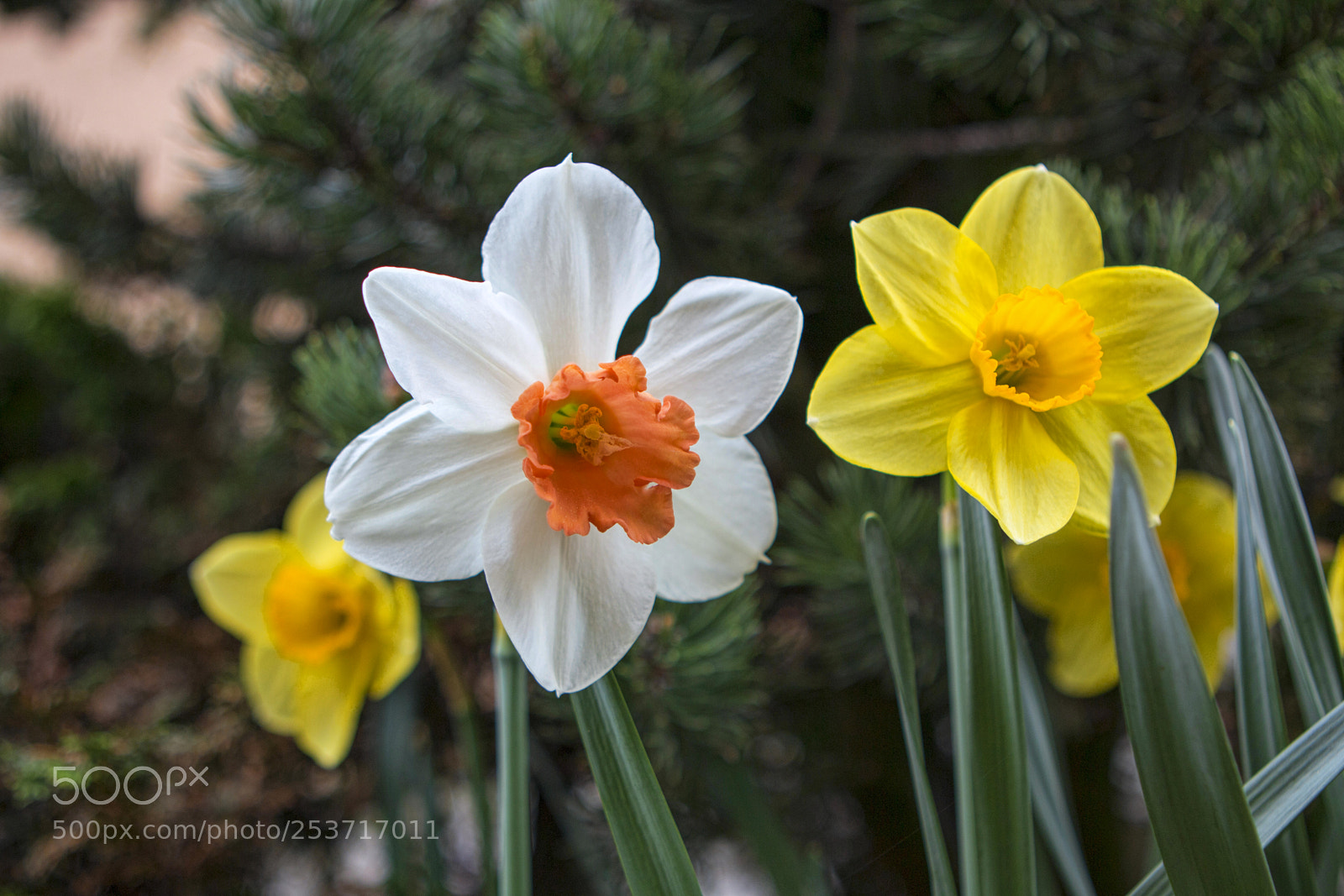 Canon EOS 70D sample photo. Nárcisz photography