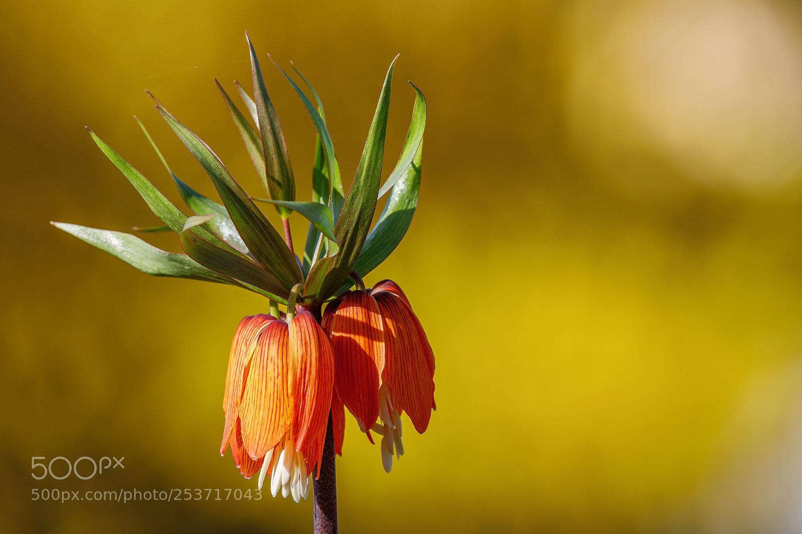Canon EOS 5D Mark IV sample photo. Fritillaria imperialis photography