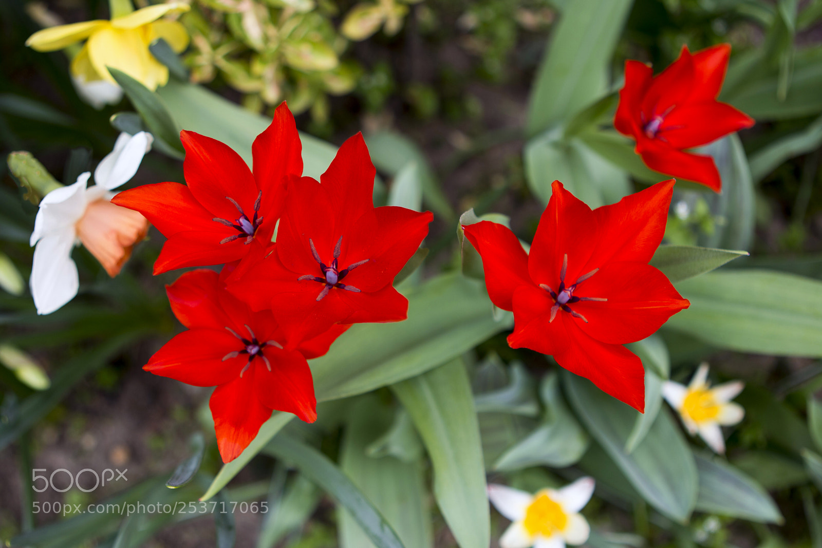 Canon EOS 70D sample photo. Tulipán photography