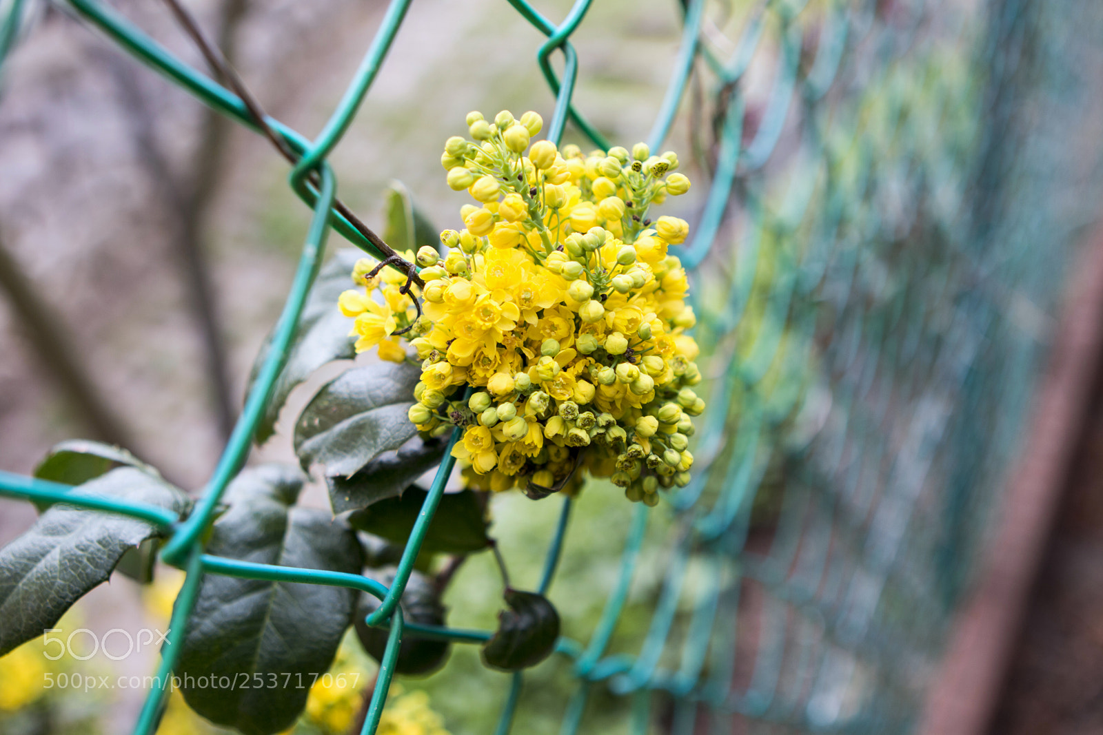 Canon EOS 70D sample photo. Virág photography