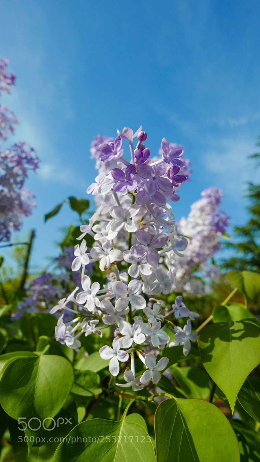 Panasonic Lumix DMC-LX100 sample photo. Lavender photography