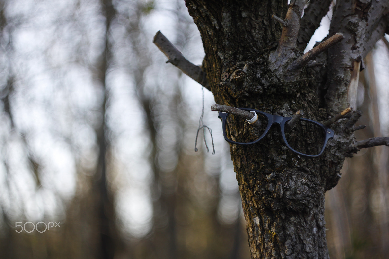 Canon EOS 50D + Canon EF 35-80mm f/4-5.6 sample photo. Tree with glasses photography
