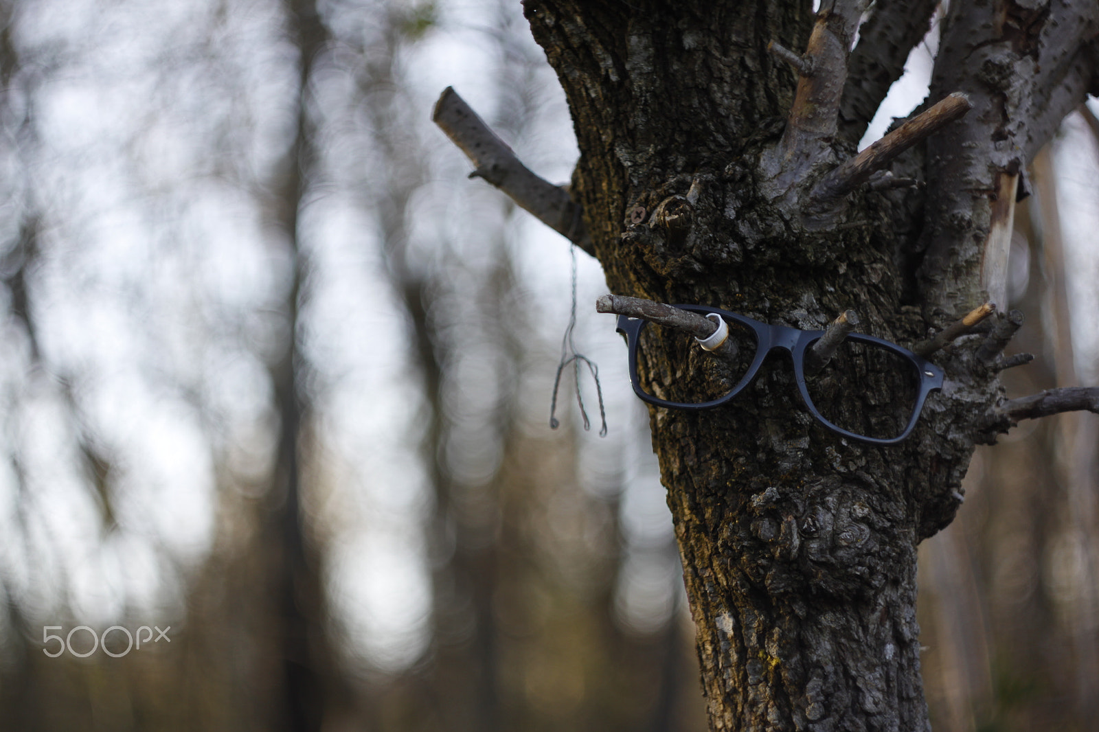 Canon EF 35-80mm f/4-5.6 sample photo. Tree with glasses photography