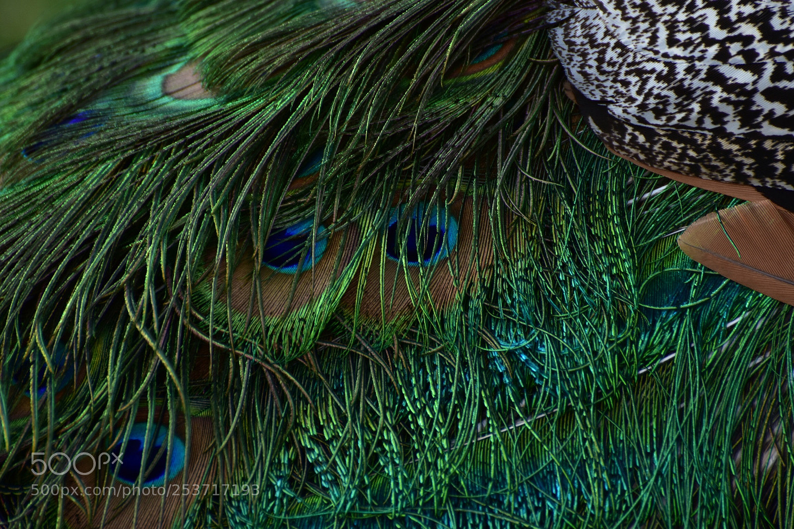 Nikon D7200 sample photo. Costume designed by nature photography
