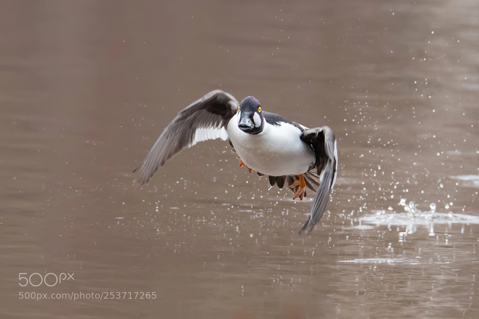 Canon EOS 80D sample photo. Flying common goldeneye photography