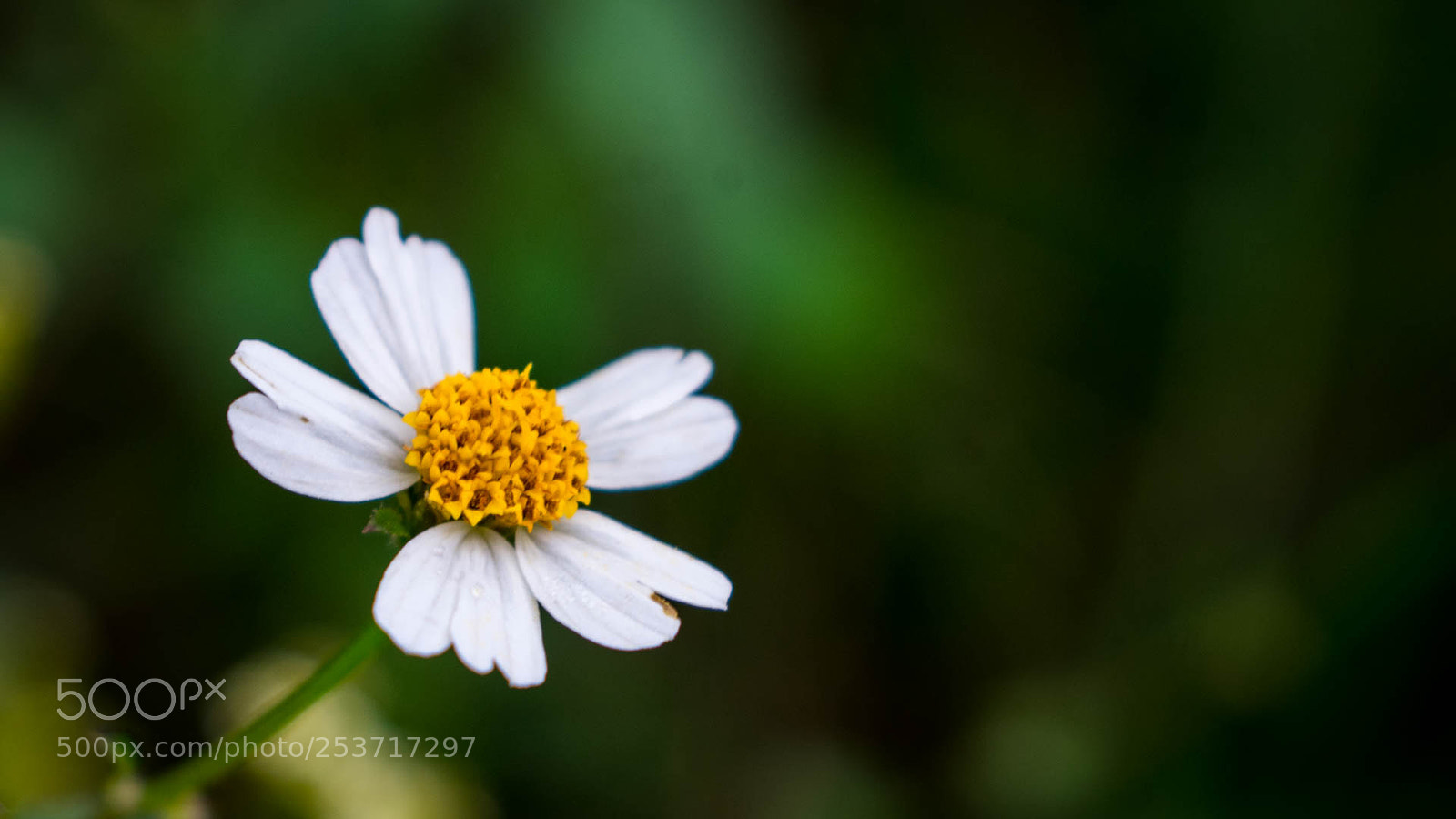 Nikon D3400 sample photo. Wild flower photography
