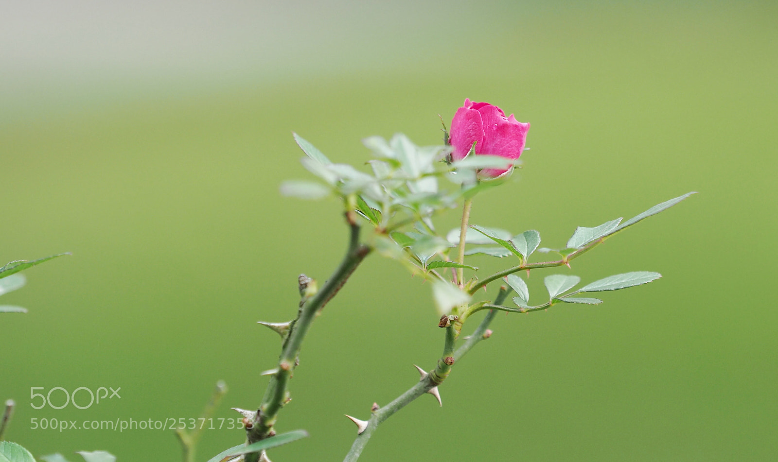 Olympus OM-D E-M5 II sample photo. A rose is a photography