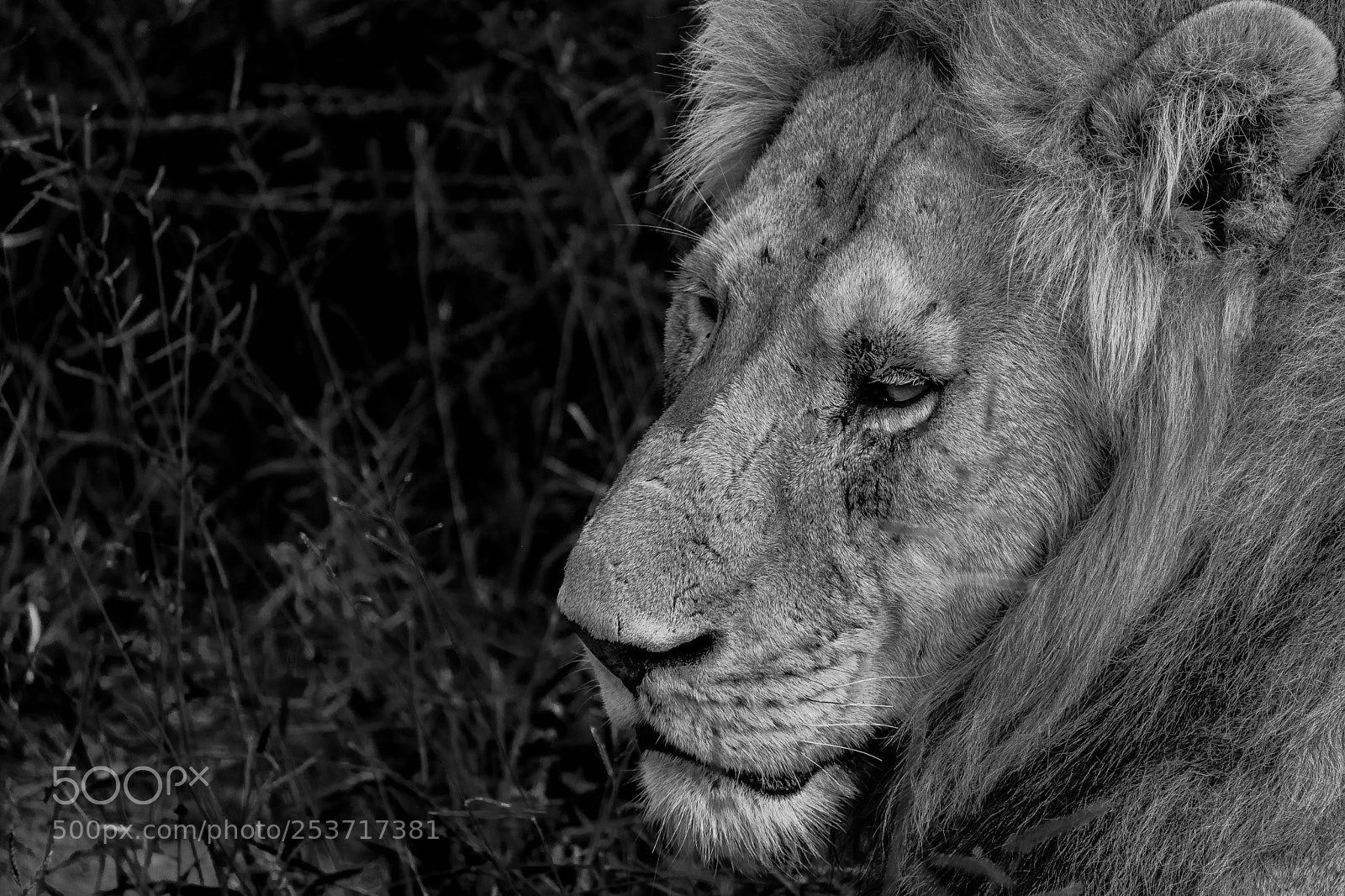 Nikon D3400 sample photo. Lion photography