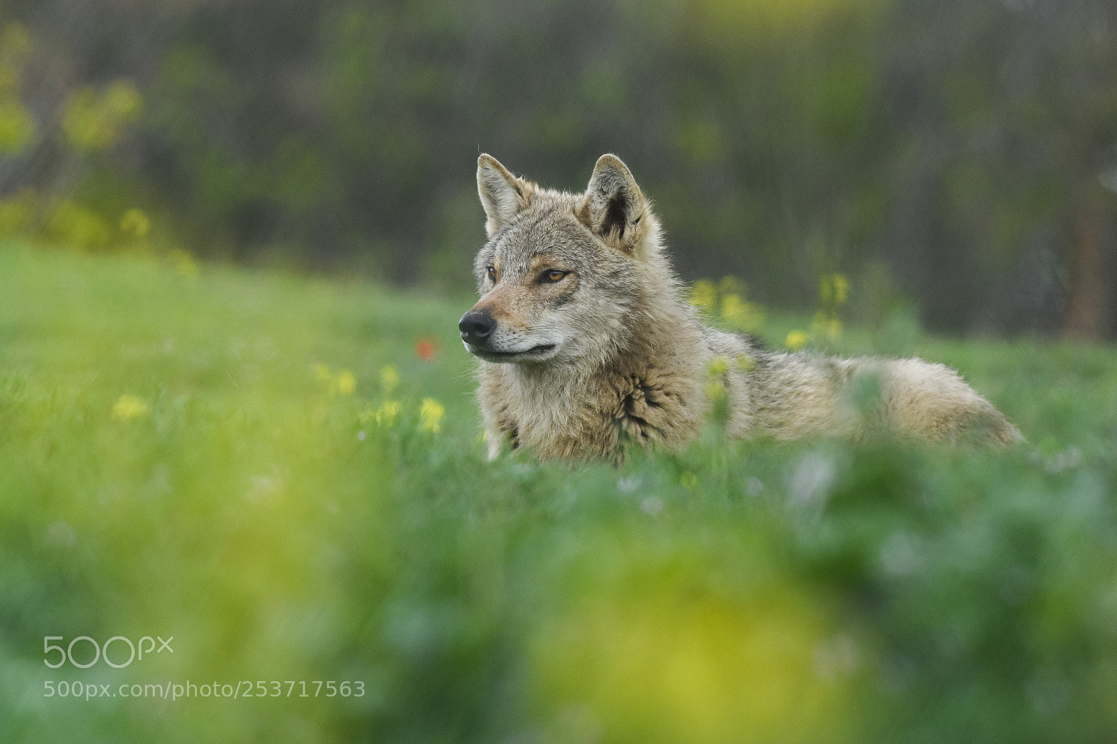 Nikon D500 sample photo. Timber wolf photography