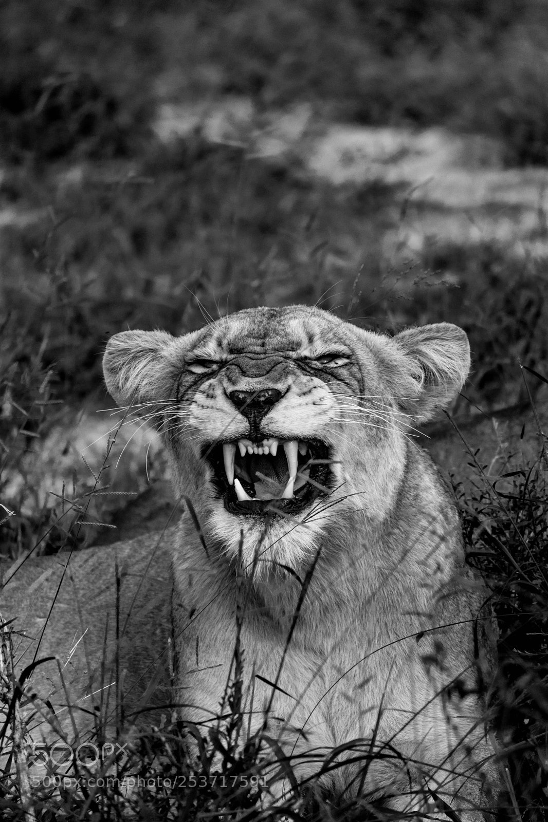 Nikon D3400 sample photo. Lion photography