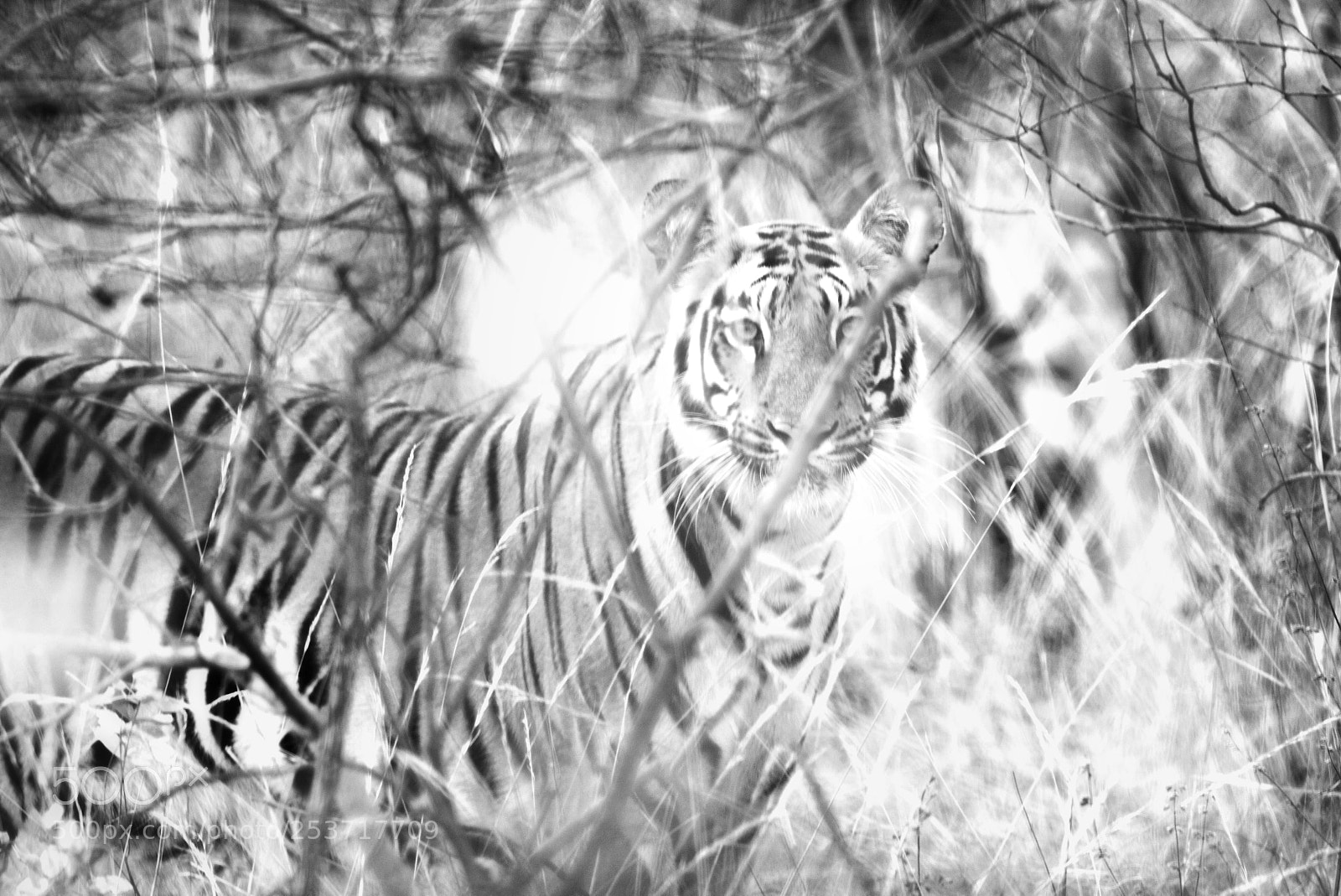Nikon D610 sample photo. A black and white photography