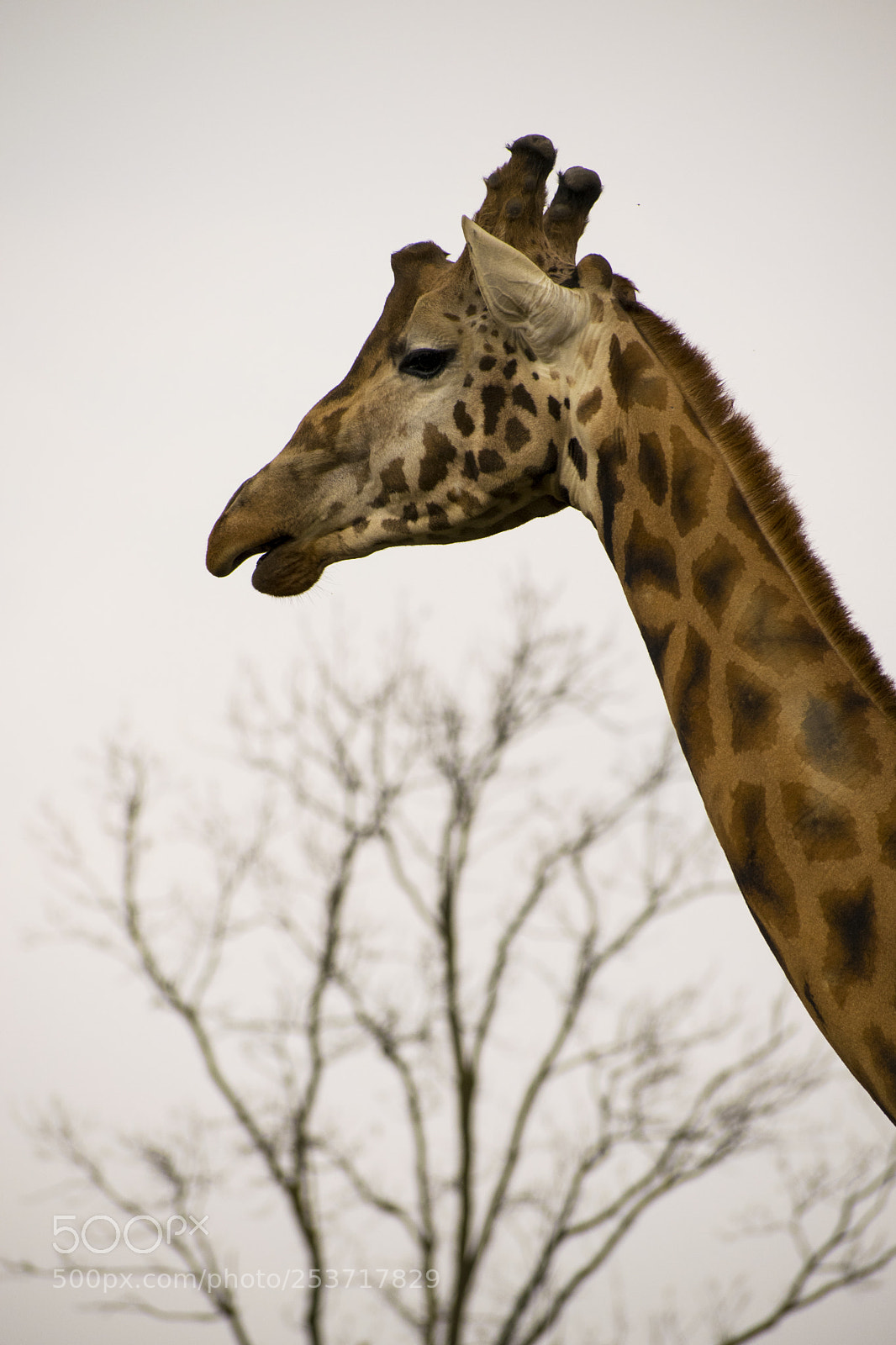 Nikon D3300 sample photo. Giraffe photography