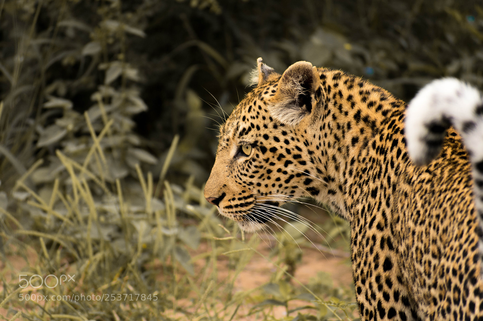 Nikon D3400 sample photo. Leopard photography