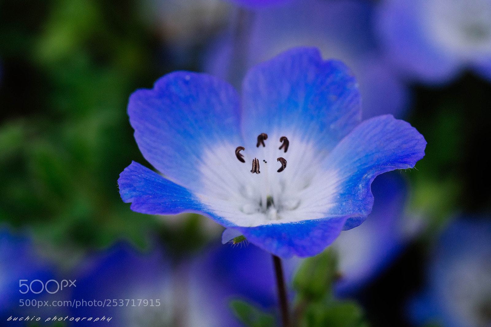 Olympus OM-D E-M1 Mark II sample photo. Nemophila photography