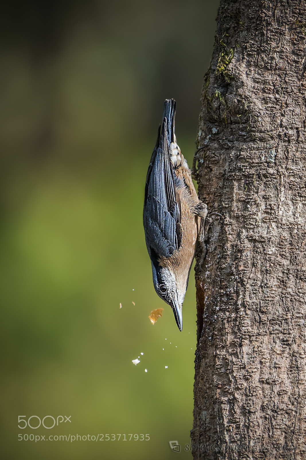 Nikon D500 sample photo. Chestnut bellied nuthatch photography