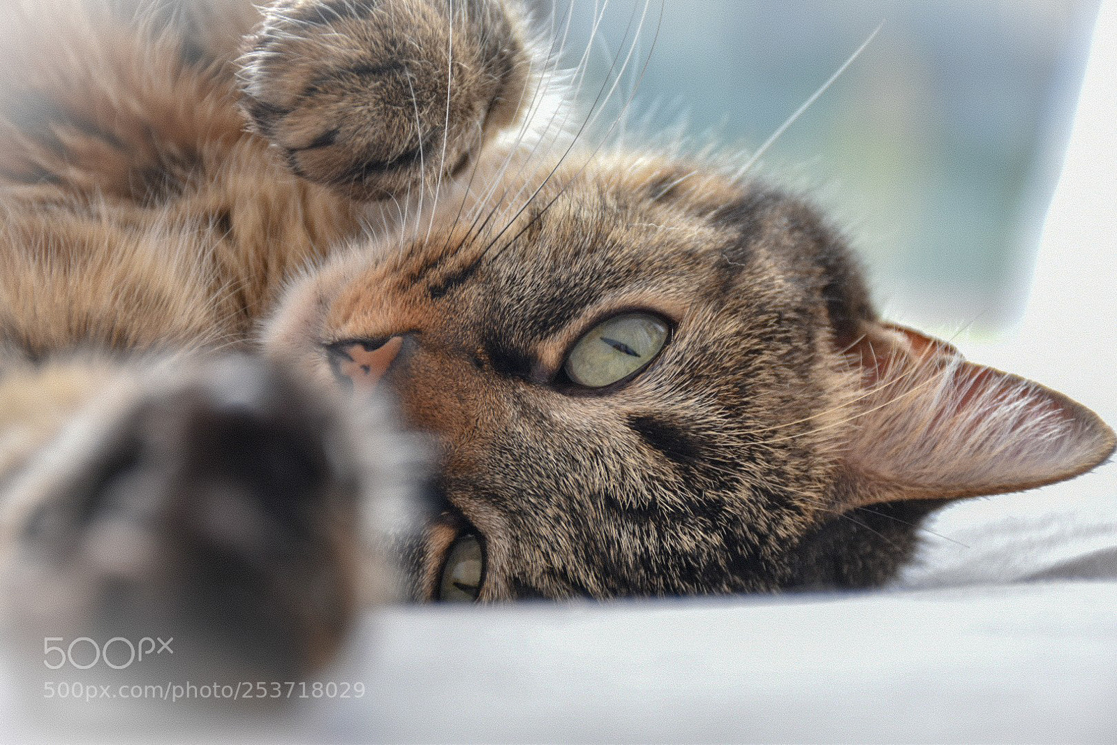 Nikon D5600 sample photo. My cat photography