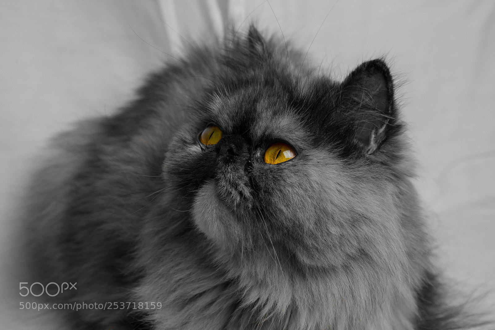 Nikon D610 sample photo. Cat photography