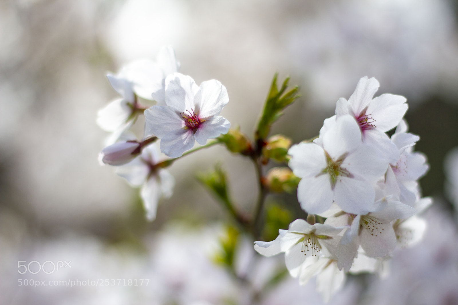 Canon EOS 7D sample photo. White thoughts photography