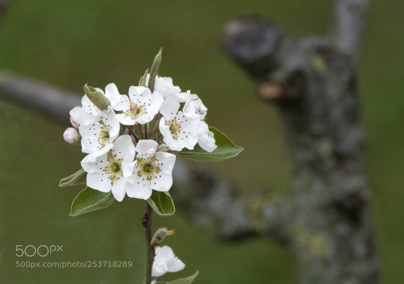 Nikon D7100 sample photo. Omaggio floreale photography