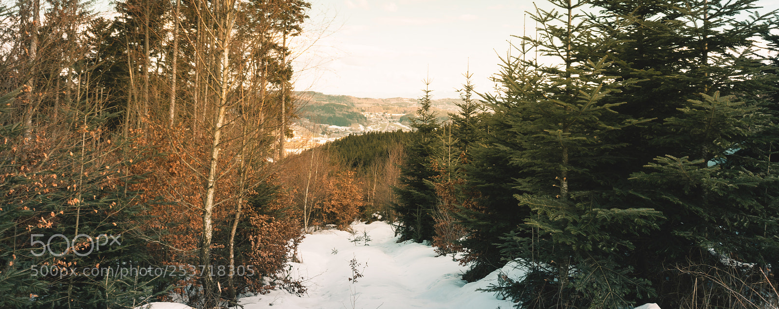 Nikon D3400 sample photo. Through the forest photography