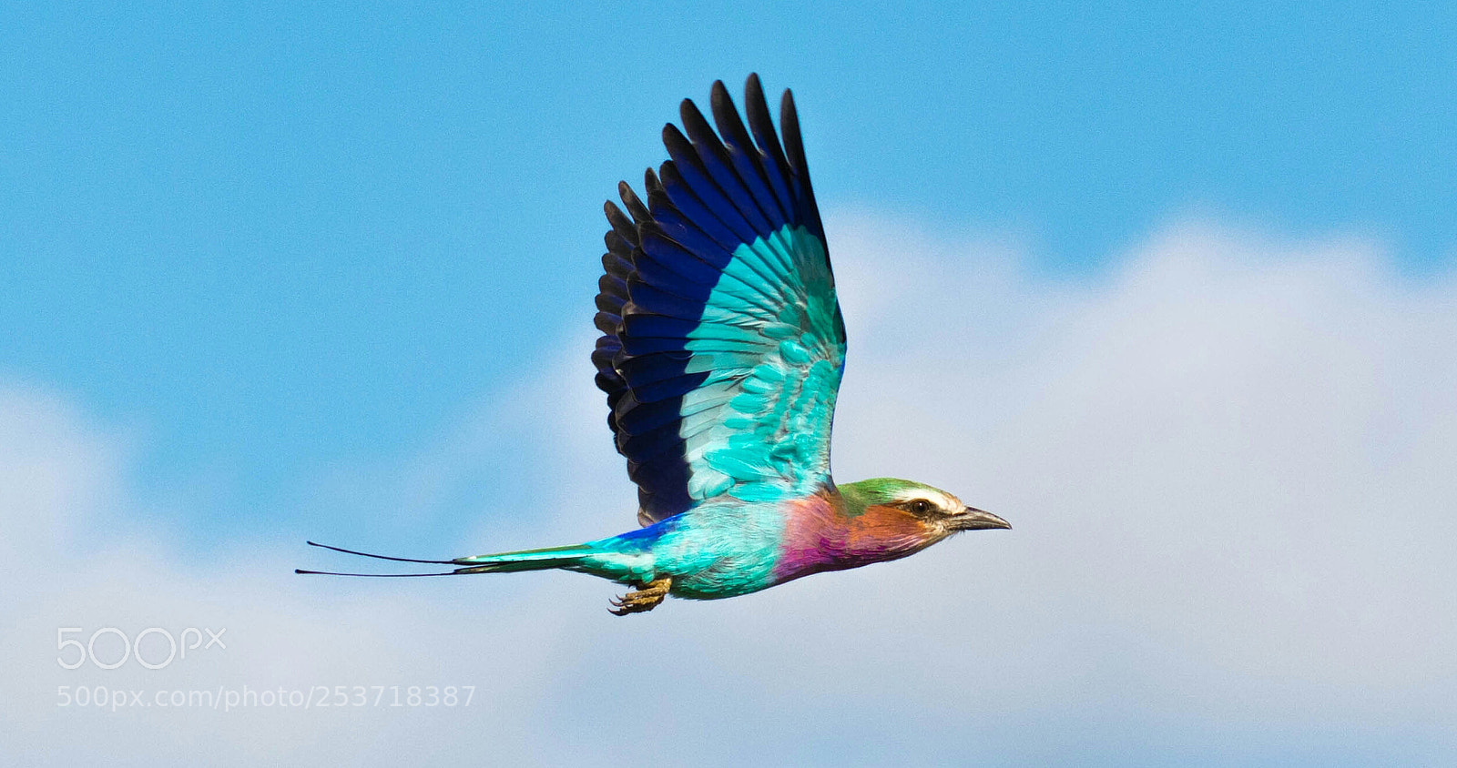 Nikon D3400 sample photo. Lilac breasted roller photography