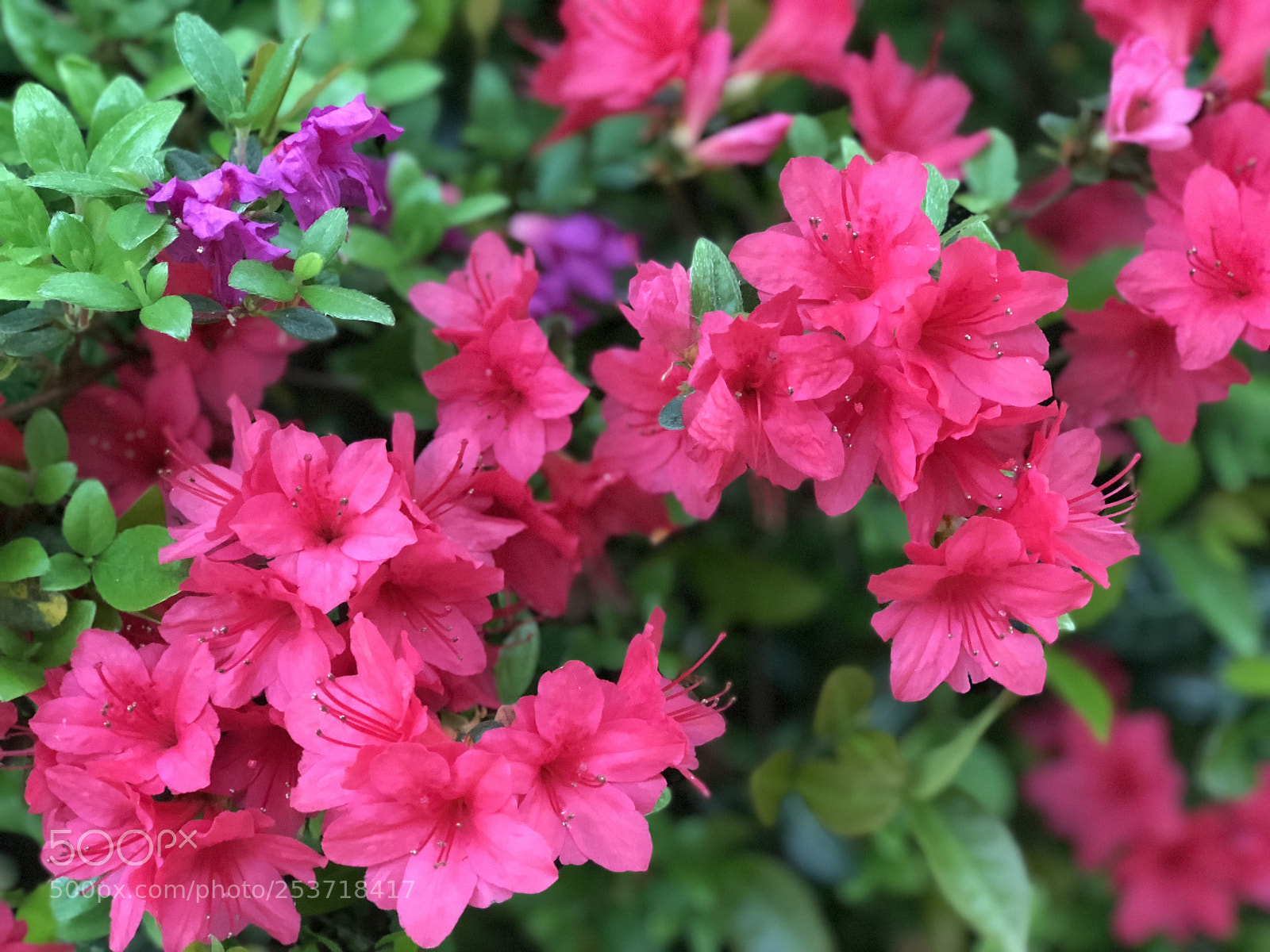 Apple iPhone 8 Plus sample photo. 躑躅 photography