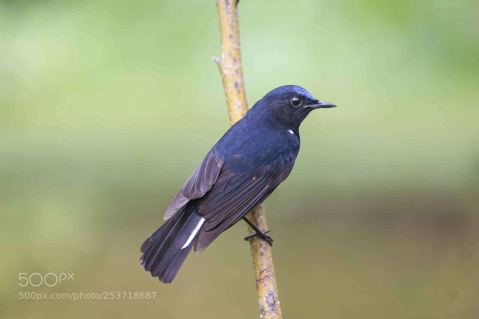Nikon D4 sample photo. White tailed robin photography
