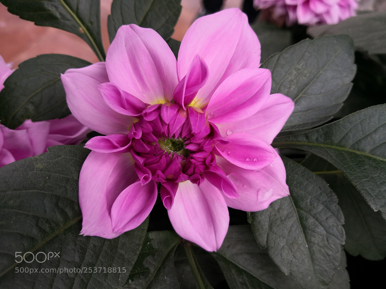 HUAWEI Mate 10 sample photo. 芍药花 photography