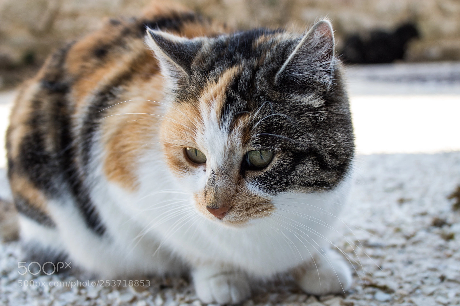 Canon EOS 1300D (EOS Rebel T6 / EOS Kiss X80) sample photo. Perfect cat photography