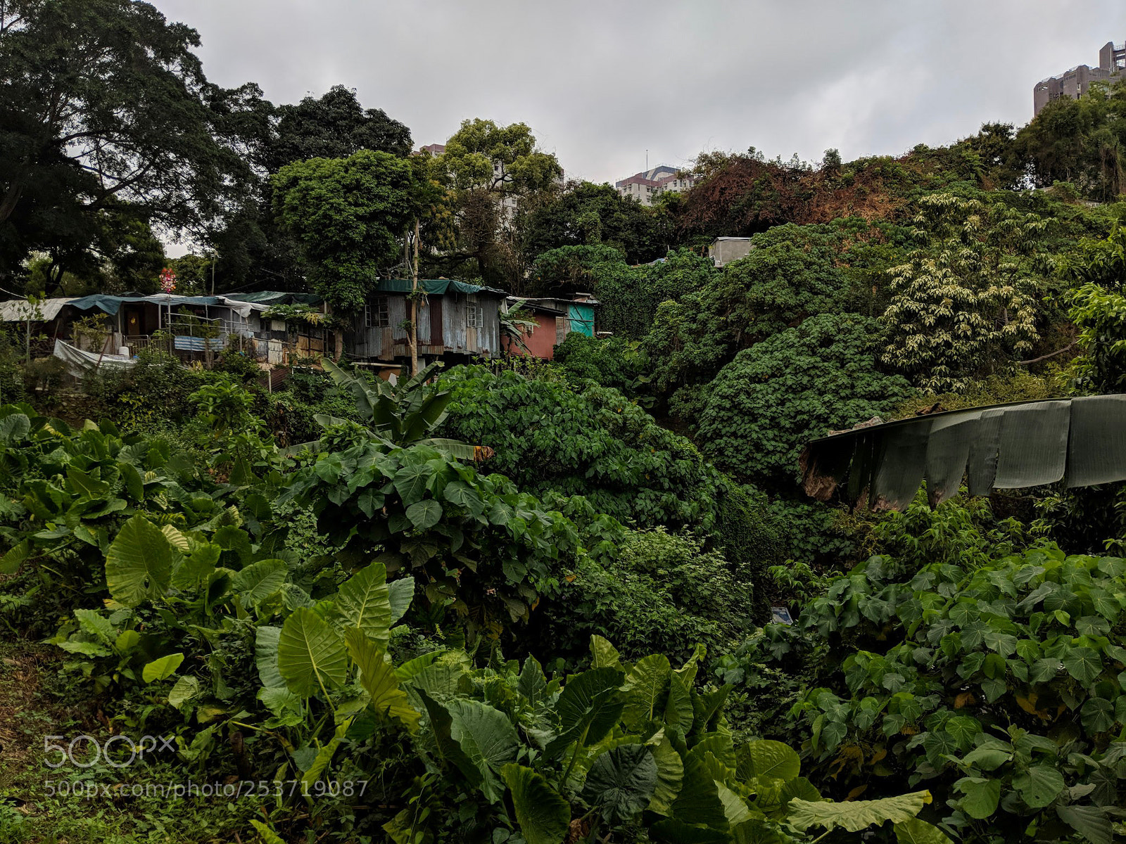 Google Pixel 2 sample photo. After the rains photography
