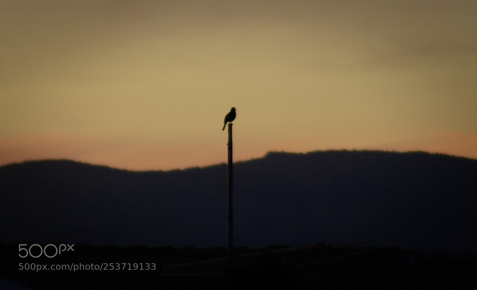 Pentax K10D sample photo. Singing to the sunset... photography