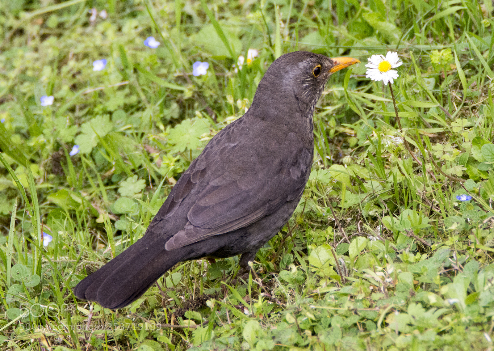 Nikon D7100 sample photo. Floral starling photography