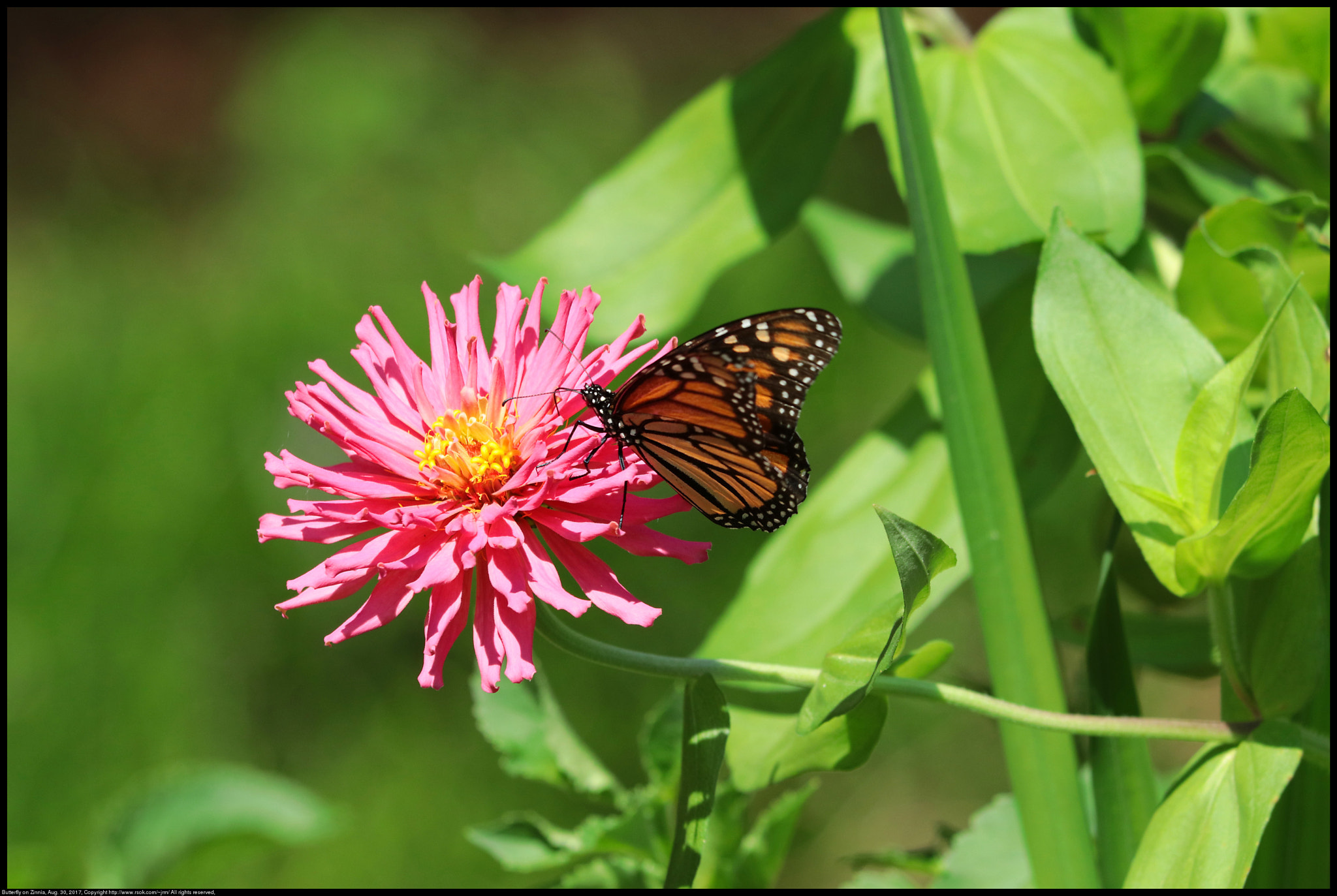 Canon EF 70-300 F4-5.6 IS II USM sample photo. Butterfly on zinnia photography