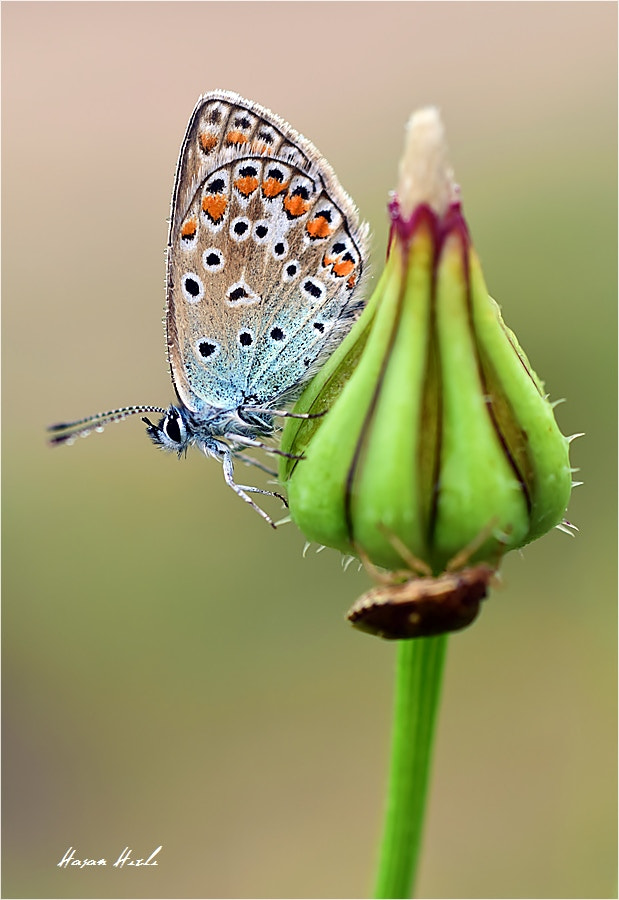 Nikon D3300 + ZEISS Makro-Planar T* 50mm F2 sample photo. ++++ photography