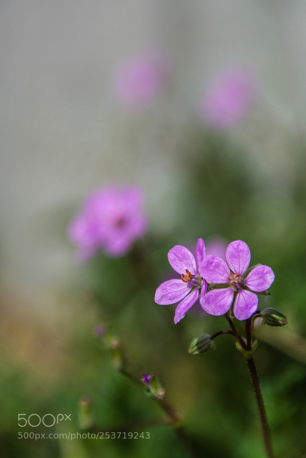 Nikon D7100 sample photo. Pink 15.4.2018 photography