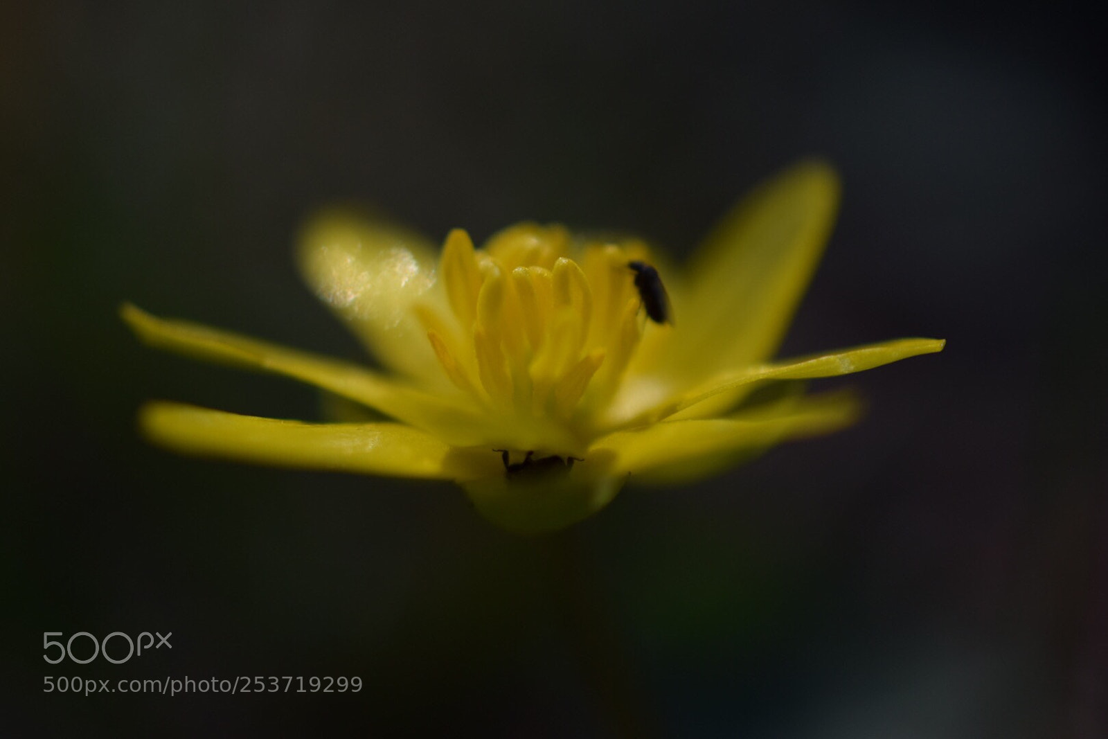 Nikon D5300 sample photo. Yellow as the sun photography