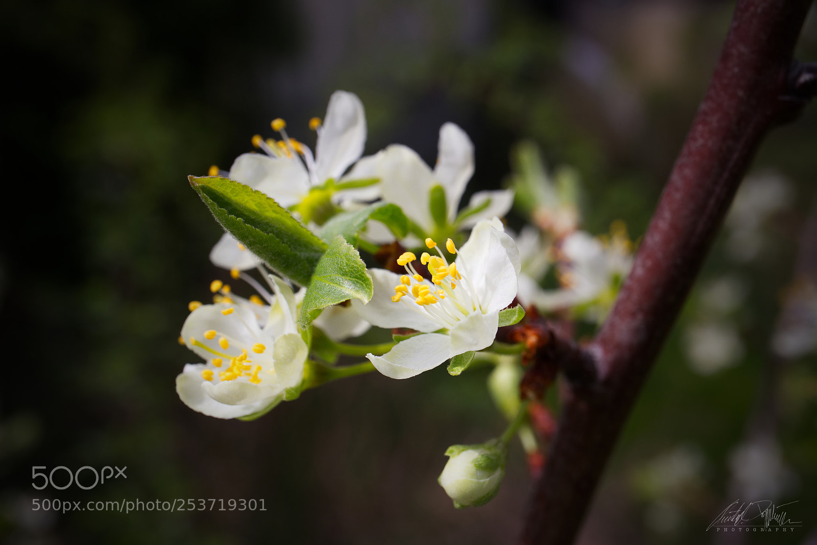 Canon EOS M6 sample photo. Zwetschge's blossom photography