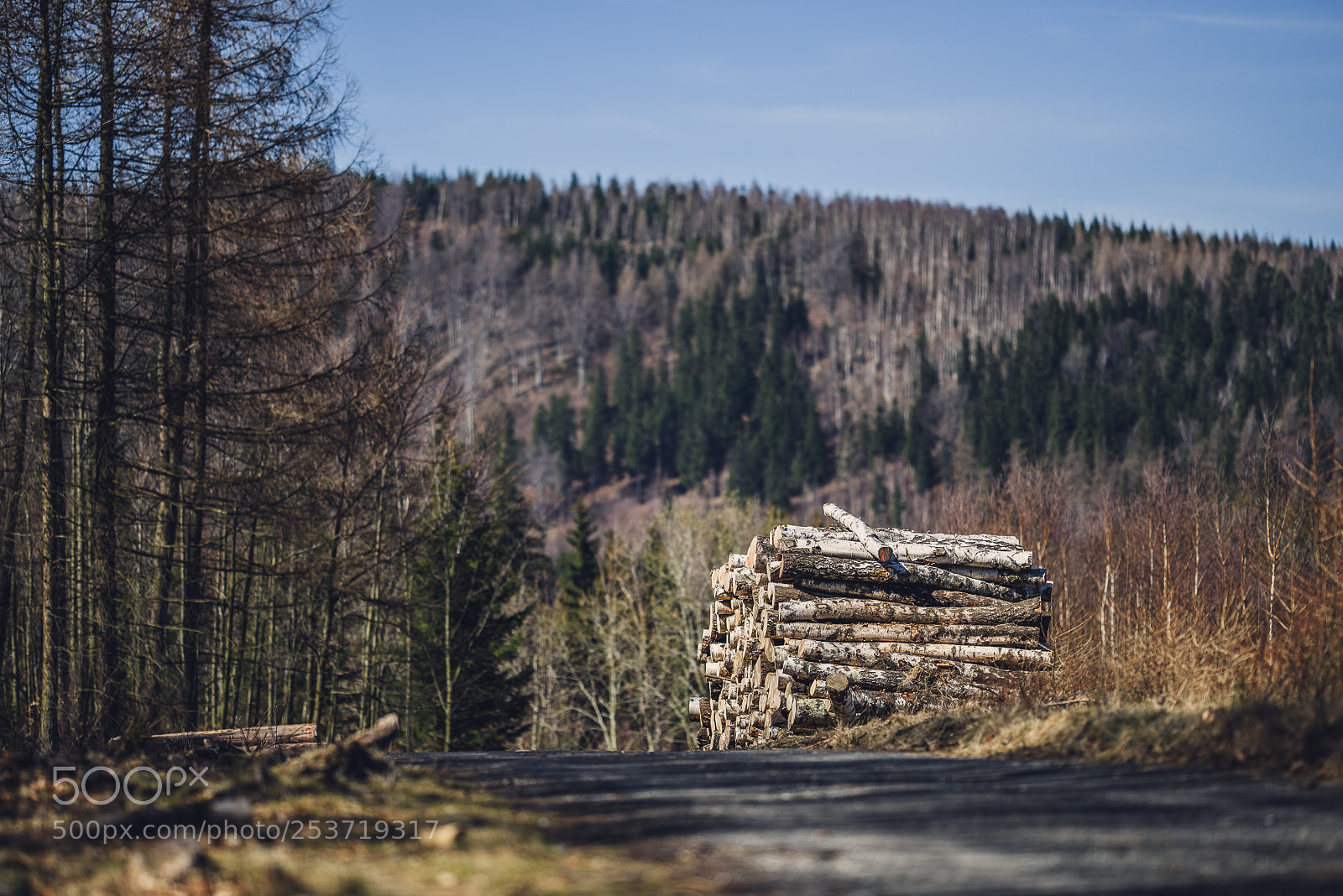 Nikon D810 sample photo. Other spring photography