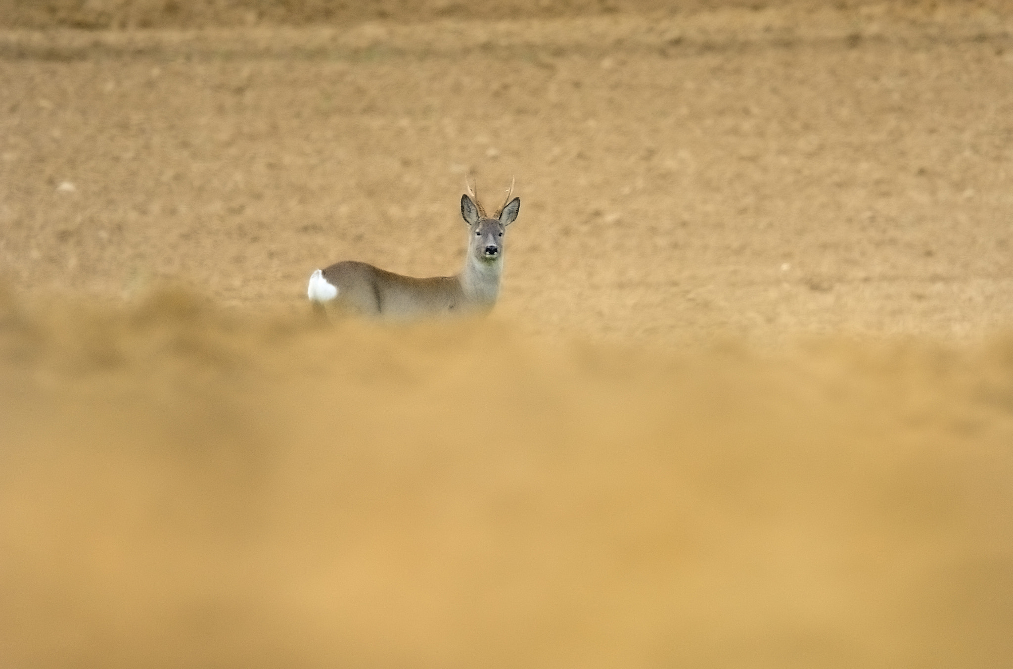 Nikon D700 sample photo. Roebuck photography