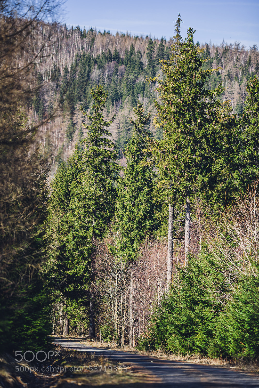 Nikon D810 sample photo. Other spring photography