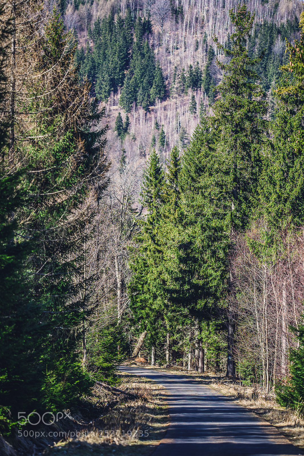 Nikon D810 sample photo. Other spring photography