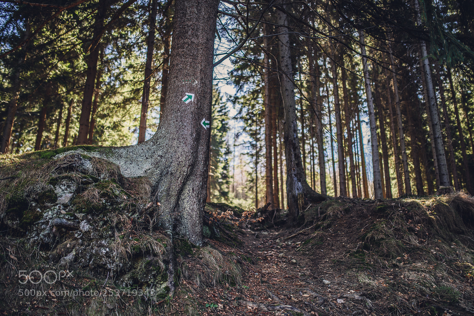 Nikon D810 sample photo. Other spring photography