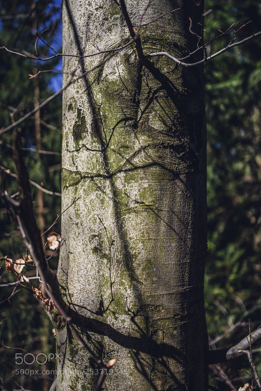 Nikon D810 sample photo. Other spring photography