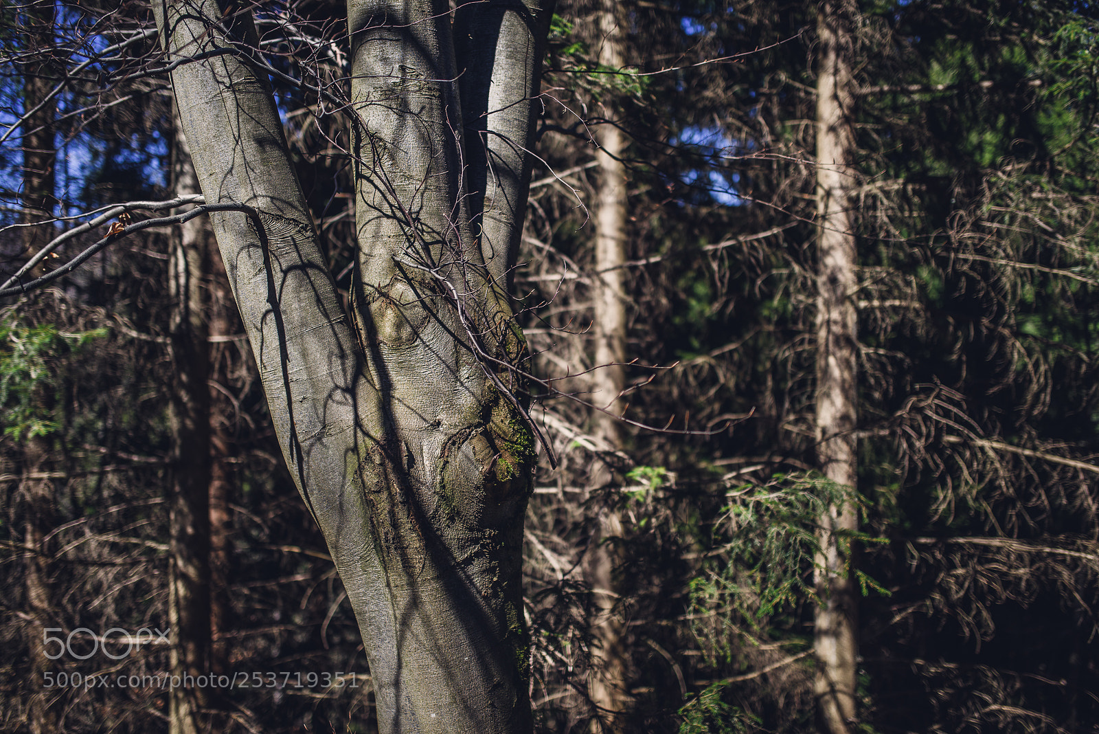 Nikon D810 sample photo. Other spring photography