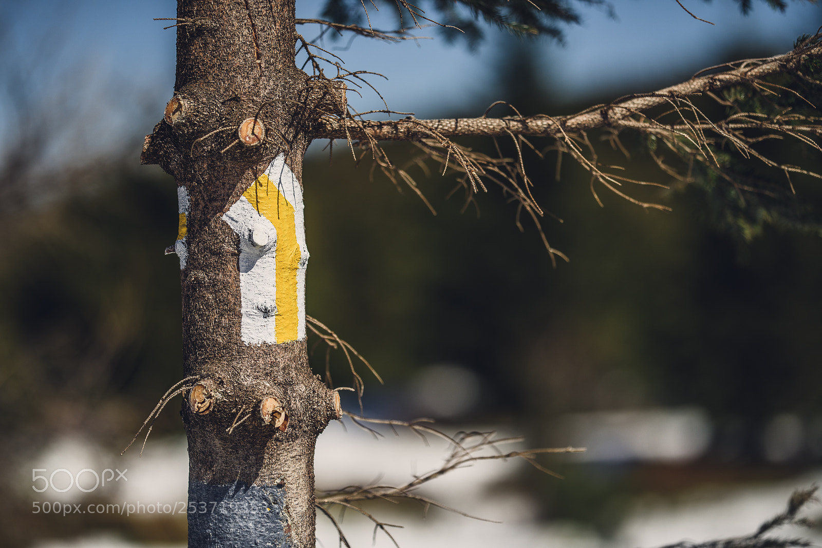 Nikon D810 sample photo. Other spring photography