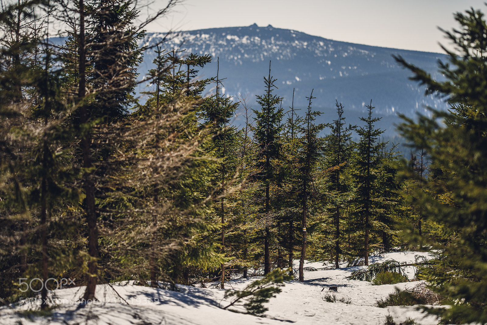 Nikon D810 sample photo. Other spring photography