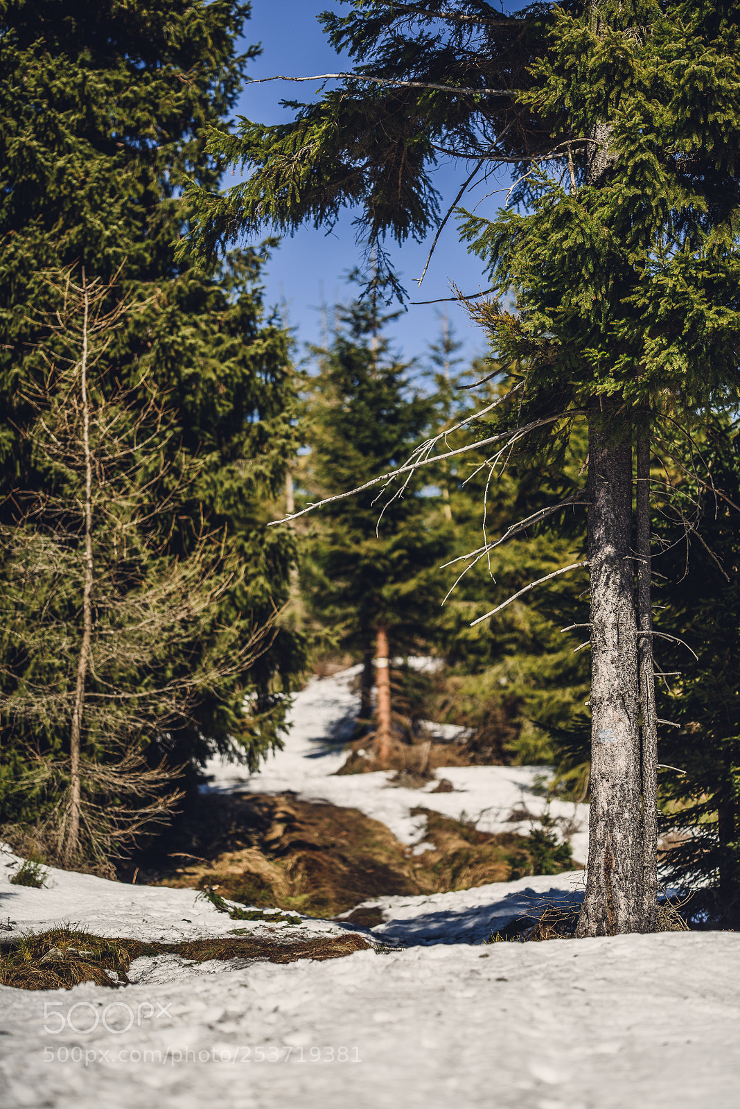 Nikon D810 sample photo. Other spring photography