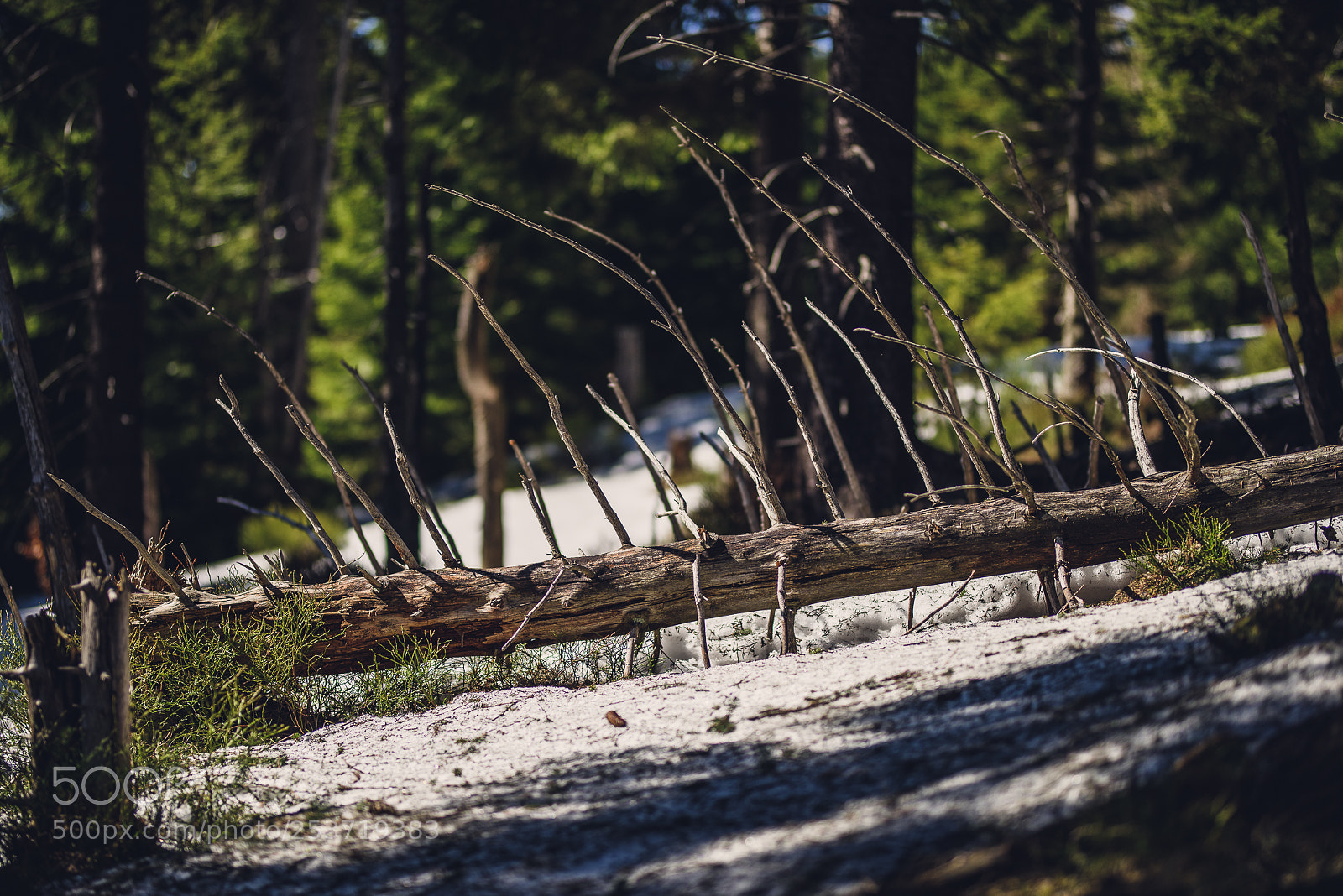 Nikon D810 sample photo. Other spring photography