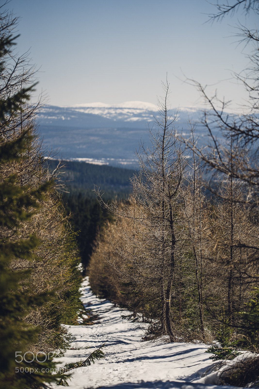 Nikon D810 sample photo. Other spring photography