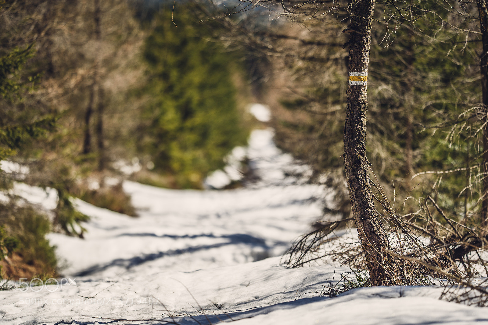 Nikon D810 sample photo. Other spring photography